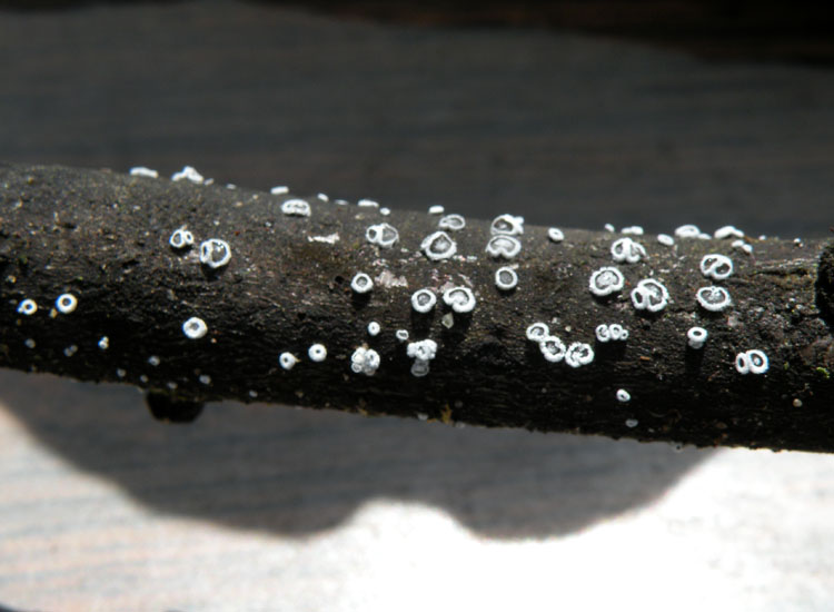 Forse � un ascomicete...(cfr. Lachnella sp.)